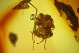 Detailed Fossil Moth Fly, Fly, and Ant in Baltic Amber #207552-2